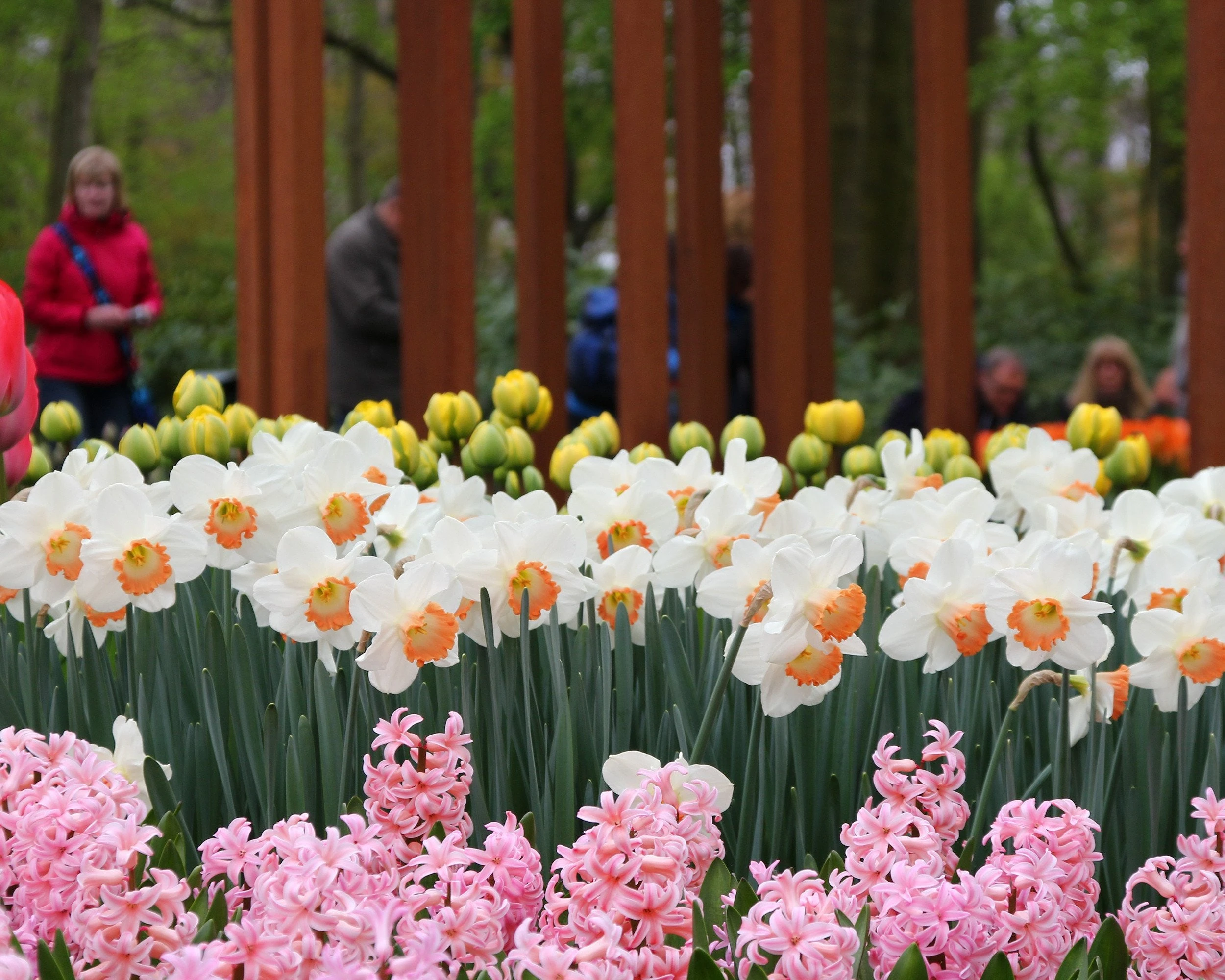 Narcissus 'Pink Charm' 4 Narcissus 'Pink Charm' - Image 2