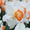 Narcissus 'Pink Charm' -UK Garden Plants Sales 2024 narcissus pink charm 2