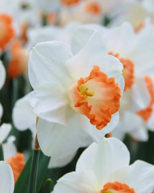 Narcissus 'Pink Charm' -UK Garden Plants Sales 2024 narcissus pink charm 2