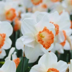 Narcissus 'Pink Charm' 16 Narcissus 'Pink Charm' -UK Garden Plants Sales 2024 narcissus pink charm 3