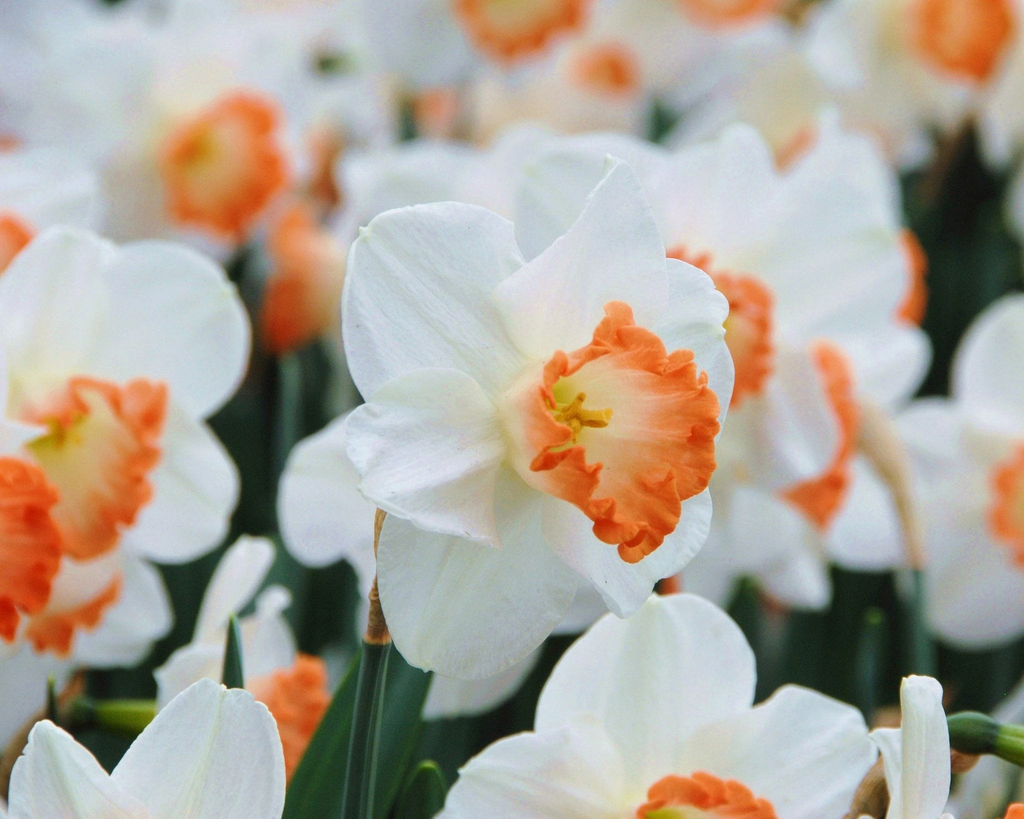 Narcissus 'Pink Charm' 7 Narcissus 'Pink Charm' - Image 5