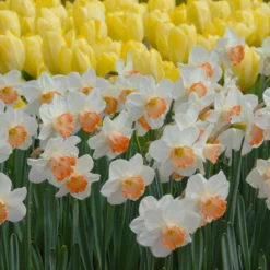 Narcissus 'Pink Charm' 18 Narcissus 'Pink Charm' -UK Garden Plants Sales 2024 narcissus pink charm 4