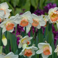 Narcissus 'Pink Charm' 20 Narcissus 'Pink Charm' -UK Garden Plants Sales 2024 narcissus pink charm 5