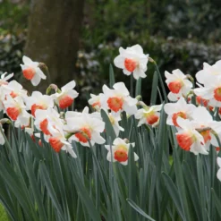 Narcissus 'Pink Charm' 17 Narcissus 'Pink Charm' -UK Garden Plants Sales 2024 narcissus pink charm 6
