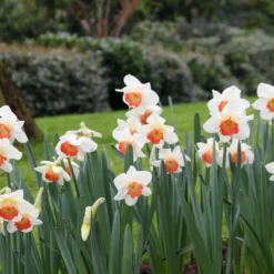 Narcissus 'Pink Charm' 15 Narcissus 'Pink Charm' -UK Garden Plants Sales 2024 narcissus pink charm 7