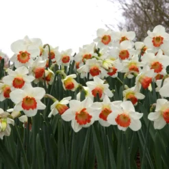 Narcissus 'Pink Charm' 19 Narcissus 'Pink Charm' -UK Garden Plants Sales 2024 narcissus pink charm 8