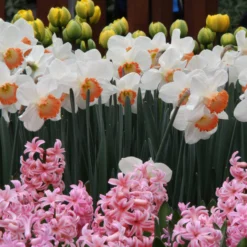 Narcissus 'Pink Charm' 21 Narcissus 'Pink Charm' -UK Garden Plants Sales 2024 narcissus pink charm 9