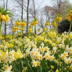 Narcissus 'Pipit' -UK Garden Plants Sales 2024 narcissus pipit 1 scaled