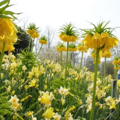 Narcissus 'Pipit' -UK Garden Plants Sales 2024 narcissus pipit 2 scaled
