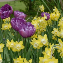Narcissus 'Pipit' -UK Garden Plants Sales 2024 narcissus pipit 3 scaled