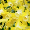Narcissus 'Pipit' -UK Garden Plants Sales 2024 narcissus pipit 4