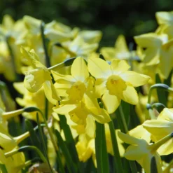 Narcissus 'Pipit' -UK Garden Plants Sales 2024 narcissus pipit 7 scaled