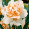 Narcissus 'Replete' -UK Garden Plants Sales 2024 narcissus replete 0