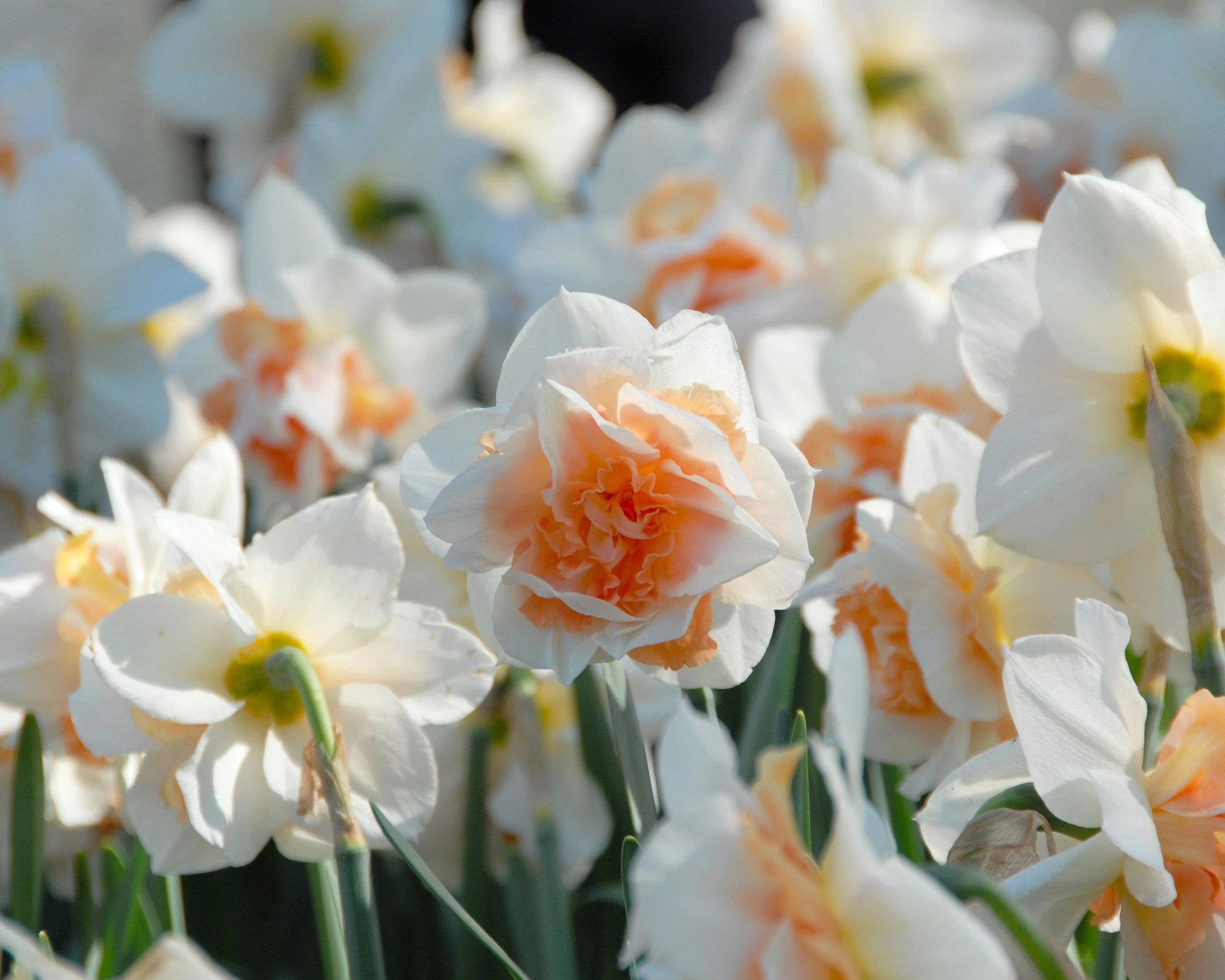 Narcissus 'Replete' 4 Narcissus 'Replete' - Image 2