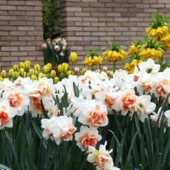 Narcissus 'Replete' 10 Narcissus 'Replete' -UK Garden Plants Sales 2024 narcissus replete 10