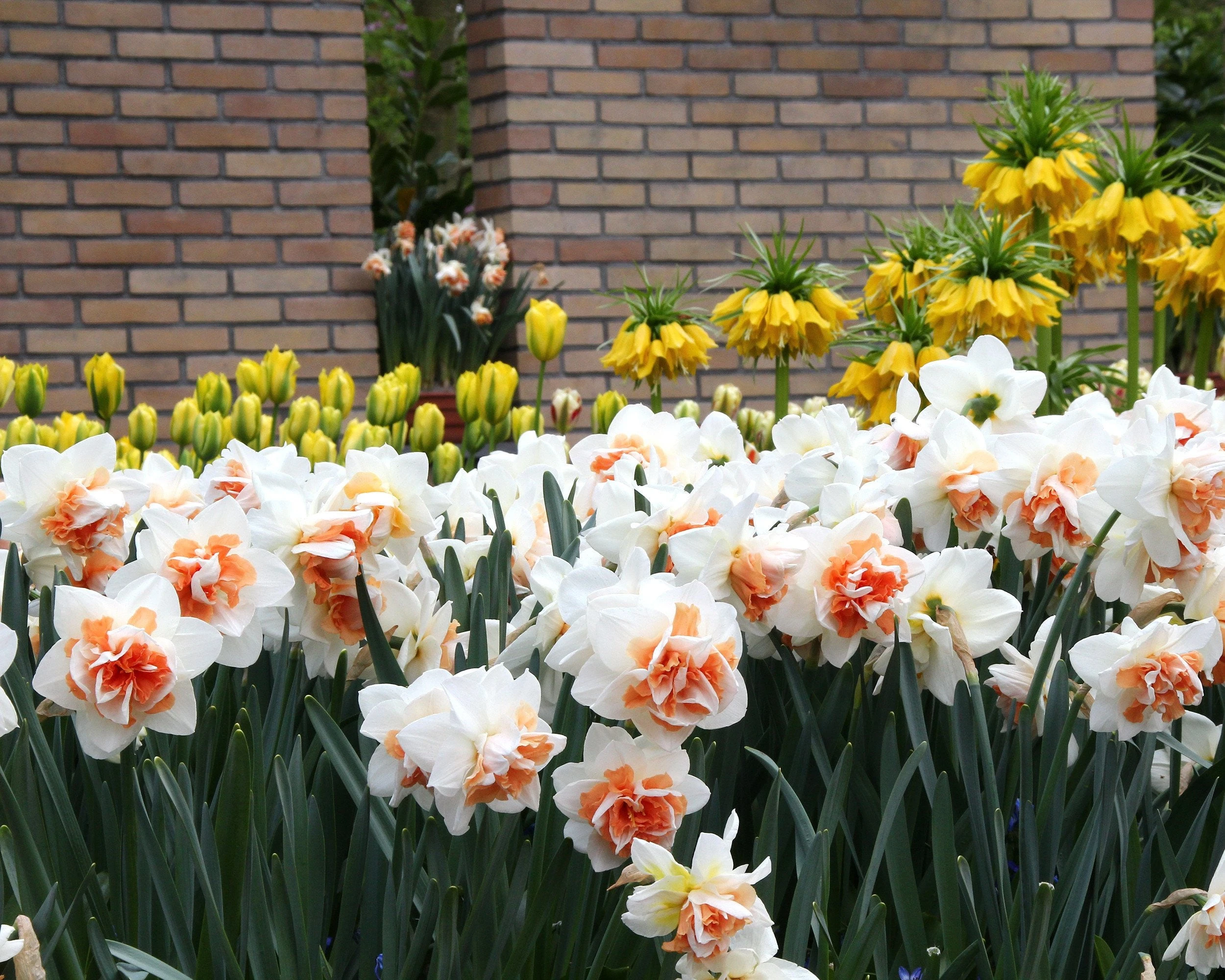 Narcissus 'Replete' 5 Narcissus 'Replete' - Image 3