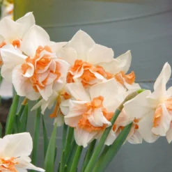 Narcissus 'Replete' 11 Narcissus 'Replete' -UK Garden Plants Sales 2024 narcissus replete 2