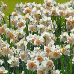 Narcissus 'Replete' 12 Narcissus 'Replete' -UK Garden Plants Sales 2024 narcissus replete 3