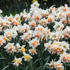 Narcissus 'Replete' 13 Narcissus 'Replete' -UK Garden Plants Sales 2024 narcissus replete 6