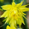 Narcissus 'Rip Van Winkle' 2 Narcissus 'Rip Van Winkle' -UK Garden Plants Sales 2024 narcissus rip van winkle 1