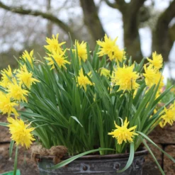 Narcissus 'Rip Van Winkle' -UK Garden Plants Sales 2024 narcissus rip van winkle 1 e35af4b3 efac 401e b5bd 42baa34081d8