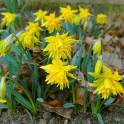 Narcissus 'Rip Van Winkle' -UK Garden Plants Sales 2024 narcissus rip van winkle 2