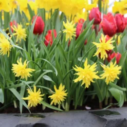 Narcissus 'Rip Van Winkle' -UK Garden Plants Sales 2024 narcissus rip van winkle 2 70ebdbbd 7bb9 44db 9383 dd36de011900