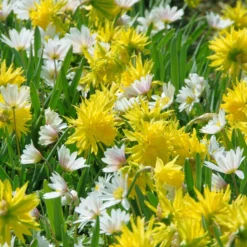 Narcissus 'Rip Van Winkle' -UK Garden Plants Sales 2024 narcissus rip van winkle 3