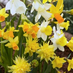 Narcissus 'Rockgarden Mix' 8 Narcissus 'Rockgarden Mix' -UK Garden Plants Sales 2024 narcissus rockgarden mix 0