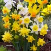 Narcissus 'Rockgarden Mix' 1 Narcissus 'Rockgarden Mix' -UK Garden Plants Sales 2024 narcissus rockgarden mix 00