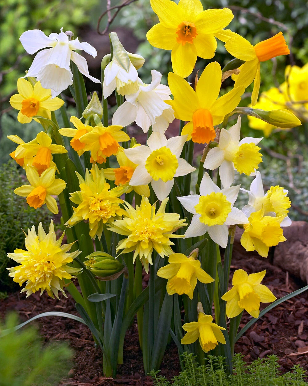Narcissus 'Rockgarden Mix' 3 Narcissus 'Rockgarden Mix'