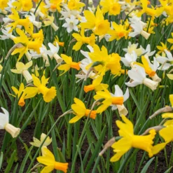 Narcissus 'Rockgarden Mix' 9 Narcissus 'Rockgarden Mix' -UK Garden Plants Sales 2024 narcissus rockgarden mixed 1