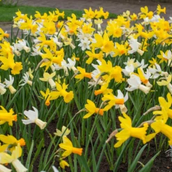 Narcissus 'Rockgarden Mix' 7 Narcissus 'Rockgarden Mix' -UK Garden Plants Sales 2024 narcissus rockgarden mixed 2