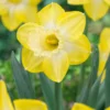 Narcissus 'Sabatini' 2 Narcissus 'Sabatini' -UK Garden Plants Sales 2024 narcissus sabatini 00