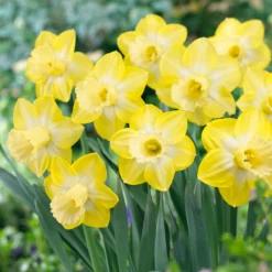 Narcissus 'Sabatini' -UK Garden Plants Sales 2024 narcissus sabatini 01