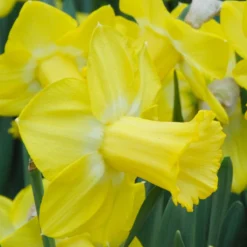 Narcissus 'Sabatini' -UK Garden Plants Sales 2024 narcissus sabatini 1