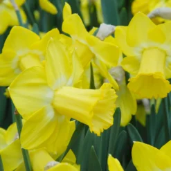 Narcissus 'Sabatini' -UK Garden Plants Sales 2024 narcissus sabatini 2 scaled