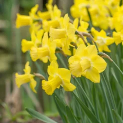 Narcissus 'Sabatini' -UK Garden Plants Sales 2024 narcissus sabatini 3 scaled