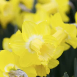 Narcissus 'Sabatini' -UK Garden Plants Sales 2024 narcissus sabatini 4 scaled
