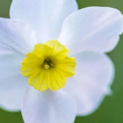 Narcissus 'Segovia' -UK Garden Plants Sales 2024 narcissus segovia 1 scaled