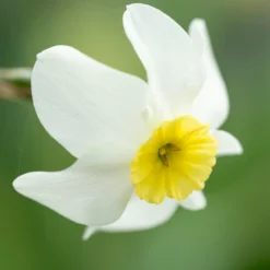 Narcissus 'Segovia' -UK Garden Plants Sales 2024 narcissus segovia 10