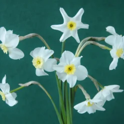 Narcissus 'Segovia' -UK Garden Plants Sales 2024 narcissus segovia 11 scaled