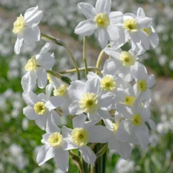 Narcissus 'Segovia' -UK Garden Plants Sales 2024 narcissus segovia 12 scaled