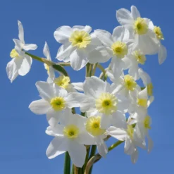 Narcissus 'Segovia' -UK Garden Plants Sales 2024 narcissus segovia 13 scaled