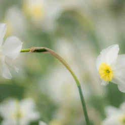 Narcissus 'Segovia' -UK Garden Plants Sales 2024 narcissus segovia 14 scaled