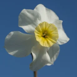 Narcissus 'Segovia' -UK Garden Plants Sales 2024 narcissus segovia 16 scaled