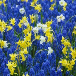 Narcissus 'Segovia' -UK Garden Plants Sales 2024 narcissus segovia 17 scaled