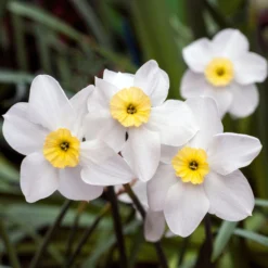 Narcissus 'Segovia' -UK Garden Plants Sales 2024 narcissus segovia 2 scaled