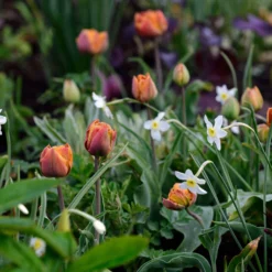 Narcissus 'Segovia' -UK Garden Plants Sales 2024 narcissus segovia 5 scaled