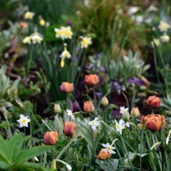 Narcissus 'Segovia' -UK Garden Plants Sales 2024 narcissus segovia 6 scaled